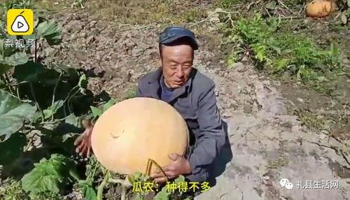 礼县网红吃瓜事件始末是什么,一场网络舆论的风波与反思