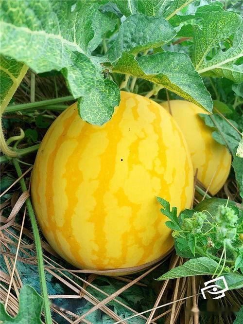 吃瓜第一网,吃瓜第一网带你领略明星幕后故事