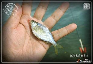 51cg吃瓜网钓鱼,揭秘网络钓鱼背后的真相