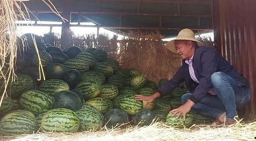 昆明炫富网红吃瓜事件,一场网络舆论的狂欢与反思